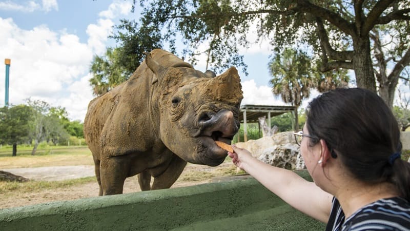 Visitatore che dà da mangiare a un animale ai Busch Gardens