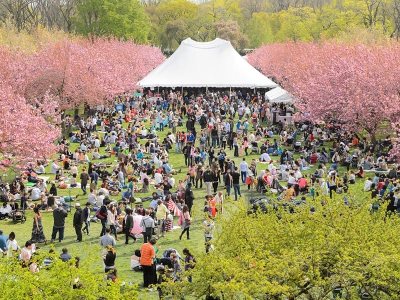 Festa da Cerejeira em Flor em Nova Iorque