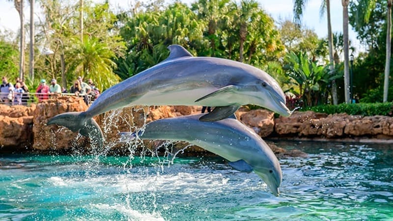 Dolphin Cove at SeaWorld park in Orlando
