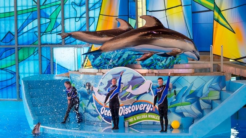 Presentazione di Ocean Discovery al parco SeaWorld di Orlando