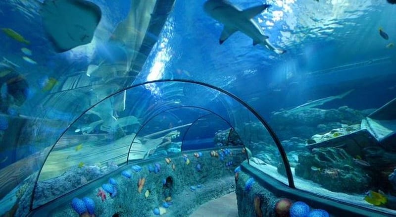 Aquarium Sea Life Orlando