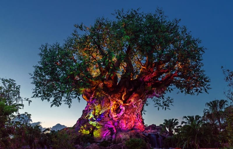 Tree of Life and River of Lights show at Animal Kingdom in Orlando