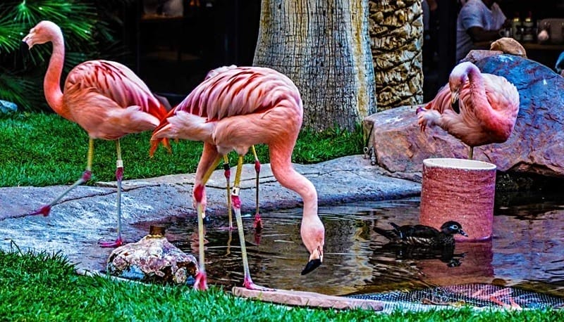 Habitat de vida selvagem do flamingo  