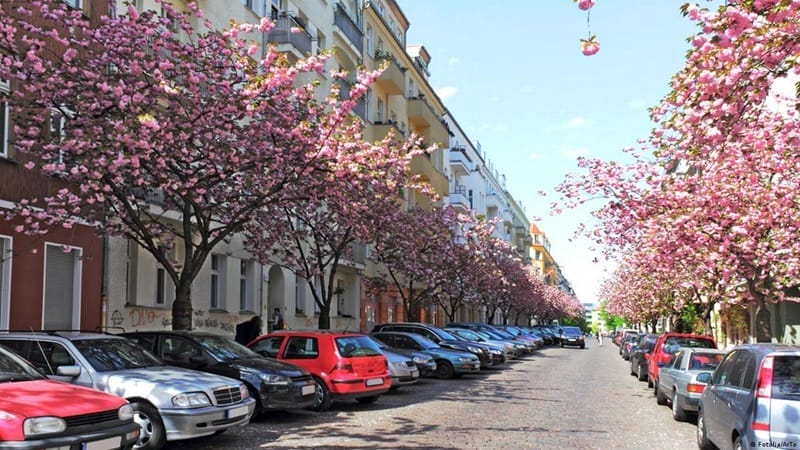 Flores típicas da primavera em Berlim