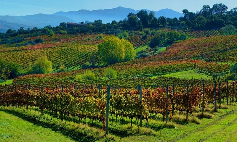 Bodega Mastroberardino en la región de Campania