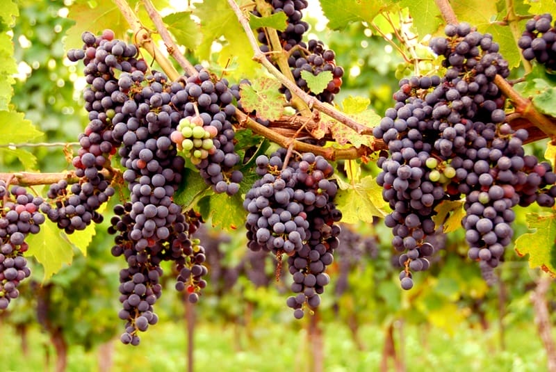 Novello grape