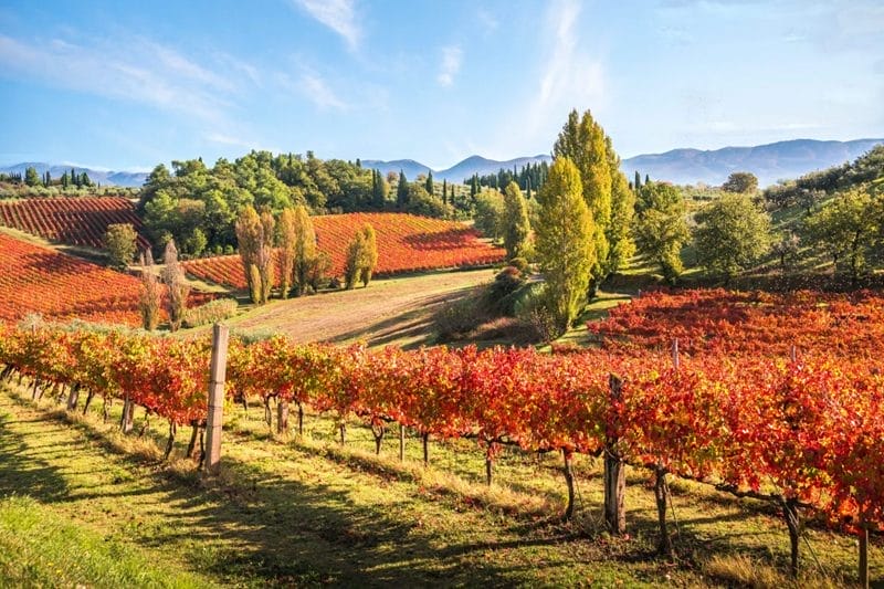 Weingut in Perugia