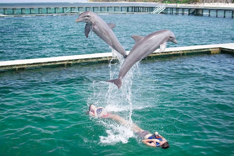 Explorador de delfines en Punta Cana