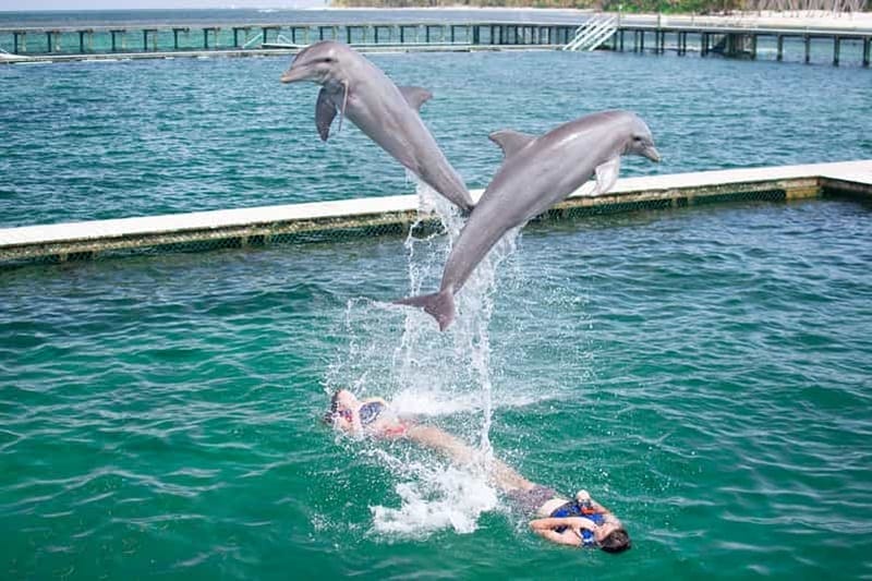 Dolphins in Punta Cana