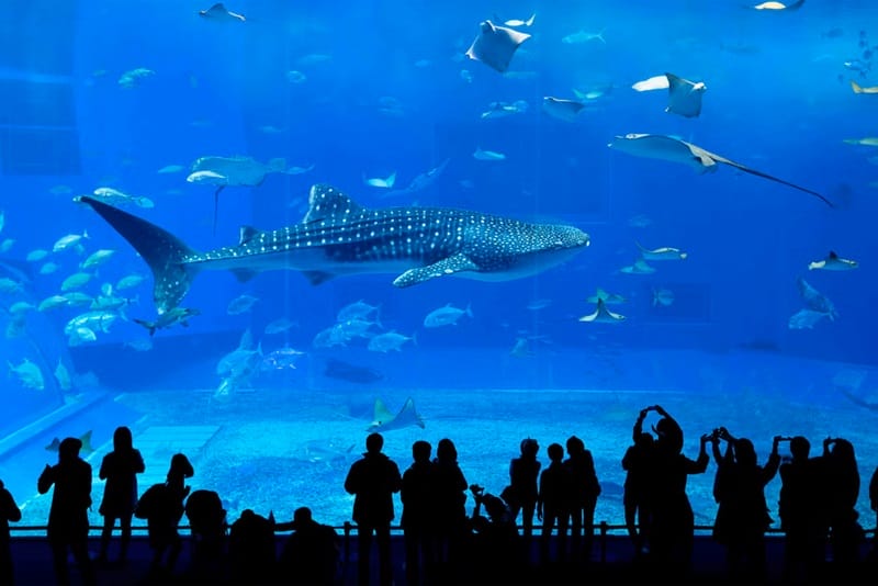 Acquario della Georgia ad Atlanta