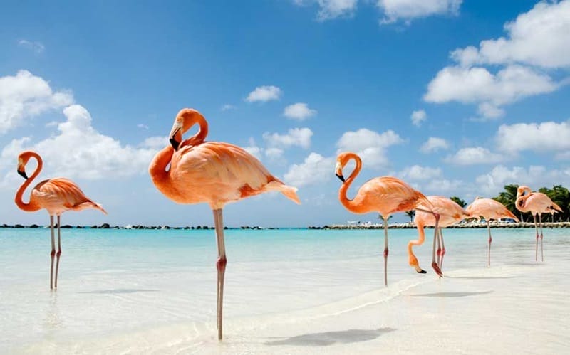 Flamingo Beach em Aruba